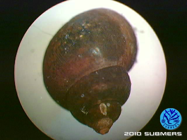 Datei:Langfühlerige Schnauzenschnecke9.jpg