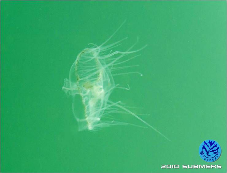 Suesswassermeduse2.jpg