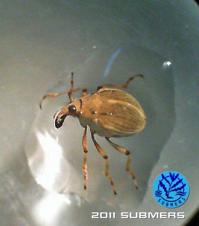 Tausendblatt-Rüsselkäfer8.jpg
