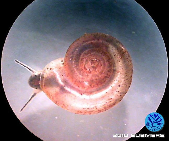Tellerschnecke2.jpg