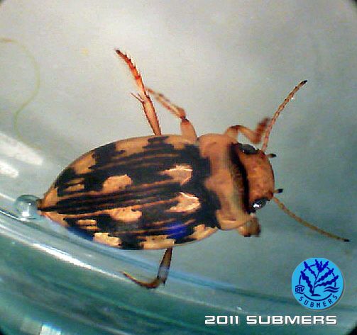 Gefleckter Schnellschwimmer1.jpg