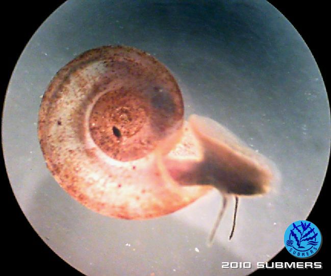 Tellerschnecke1.jpg