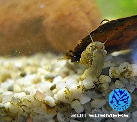 Langfühlerige Schnauzenschnecke15.jpg