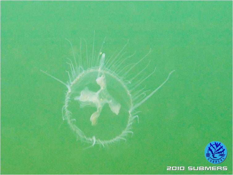 Suesswassermeduse1.jpg