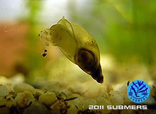 Spitzschlammschnecke10.jpg