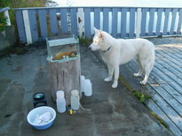 Huskie macht Meeresbiologie