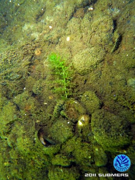 Datei:Südlicher Wasserschlauch8.jpg