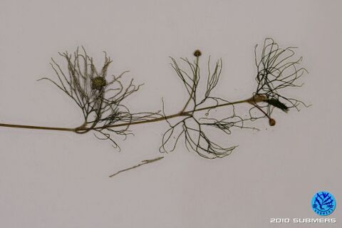 Image 0093 HBHF D5.JPG