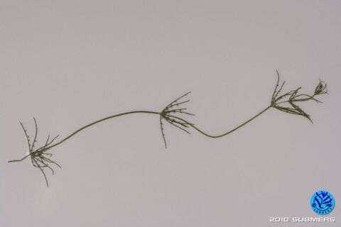 Image 0058 ZAA D2.JPG