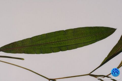 Image 0033 SLK D1.JPG