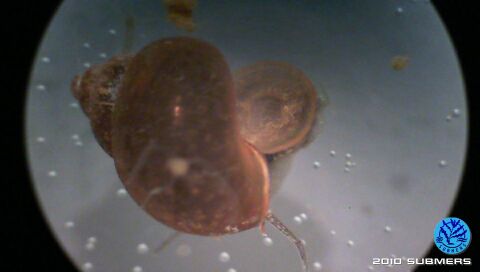 Langfühlerige Schnauzenschnecke4.jpg