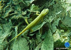 Teichmolchweibchen3.jpg
