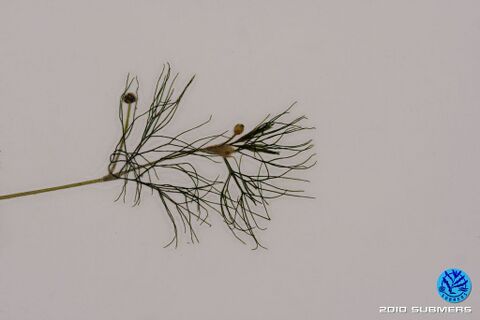 Image 0095 HBHF D7.JPG