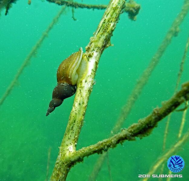Datei:Spitzschlammschnecke26.jpg