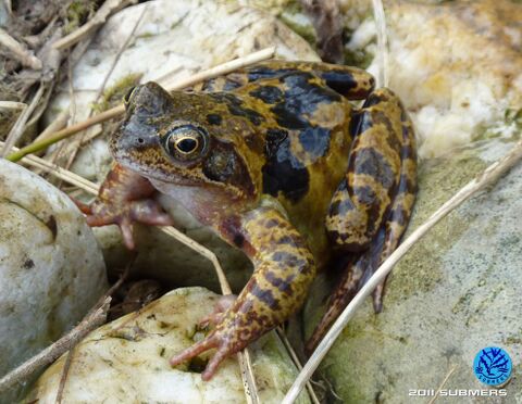 Grasfrosch24.jpg