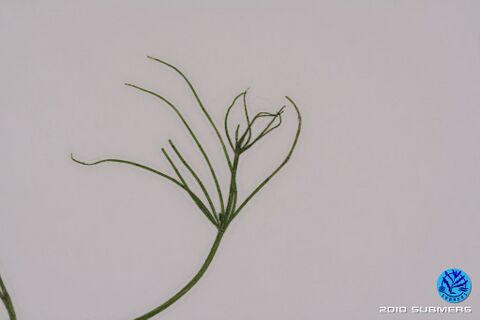 Image 0072 SAA D5.JPG