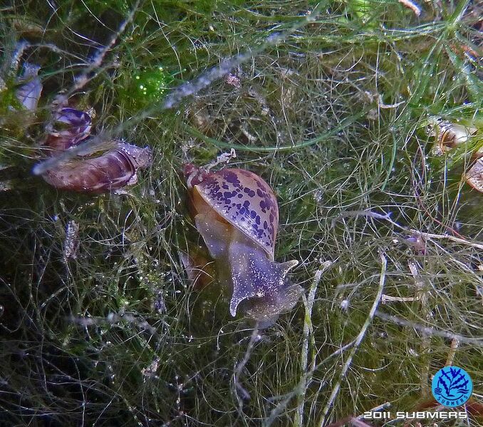 Datei:Ohrschlammschnecke11.jpg