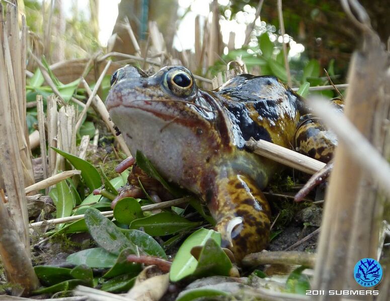 Datei:Grasfrosch30.jpg