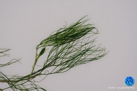 Image 0030 WHF D5.JPG