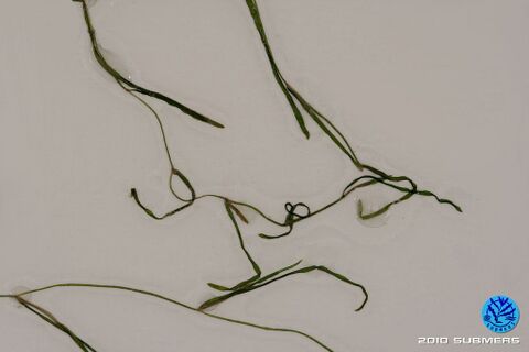 Image 0099 KLK D4.JPG