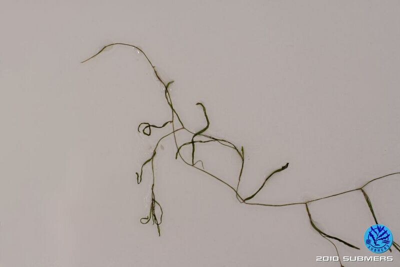 Datei:Image 0037 KLK D2.JPG