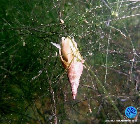Spitzschlammschnecke9.jpg