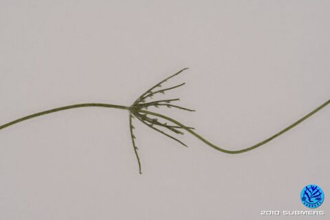 Image 0066 ZAA D3.JPG