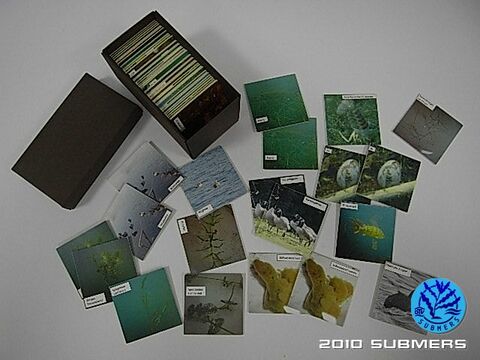 Memory Detail1.jpg