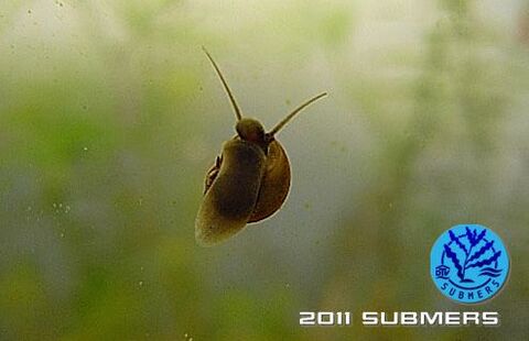 Langfühlerige Schnauzenschnecke12.jpg
