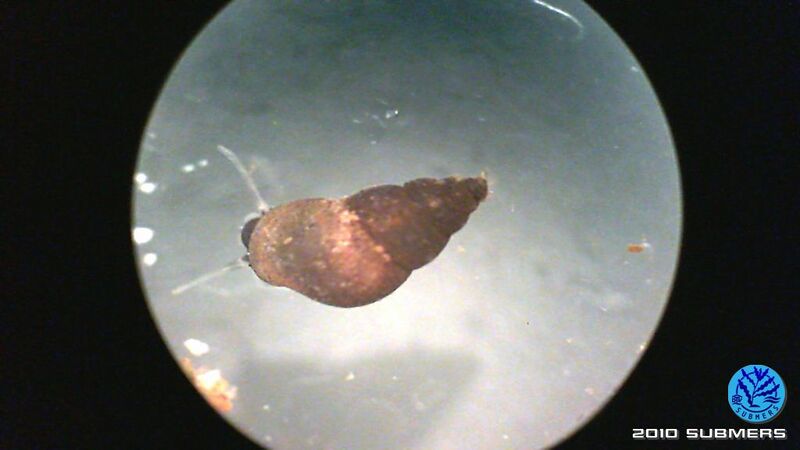 Datei:Neuseeländische Zwergdeckelschnecke9.jpg