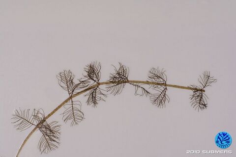 Image 0045 ATB D1.JPG