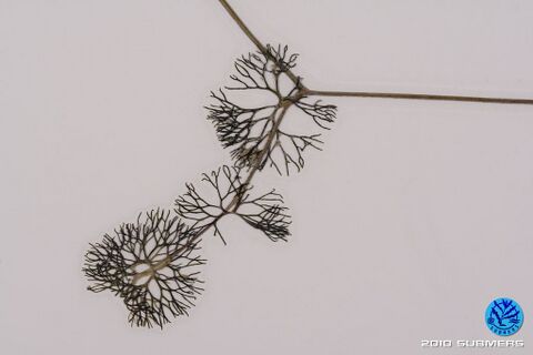 Image 0076 SHF D7.JPG