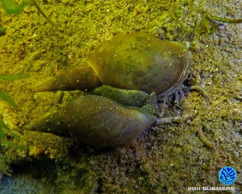 Spitzschlammschnecke23.jpg