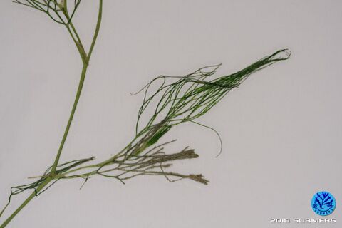 Image 0031 WHF D6.JPG