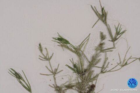 Image 0081 RAA D5.JPG