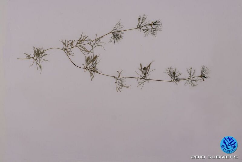 Image 0013 HBHF OV.JPG