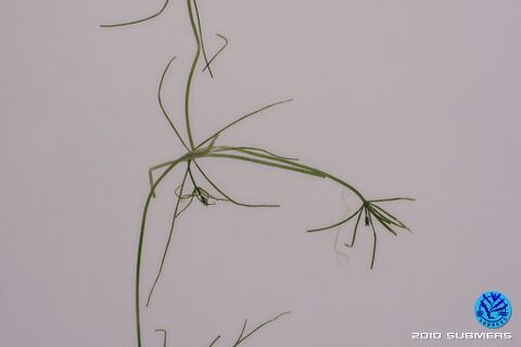 Image 0024 SAA D2.JPG