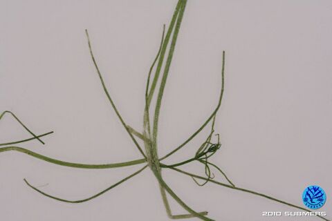 Image 0071 SAA D4.JPG