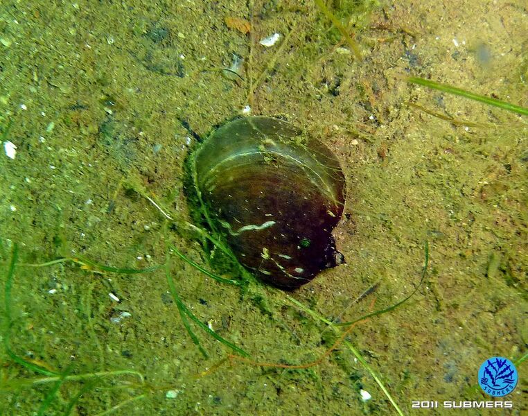 Datei:Ohrschlammschnecke4.jpg