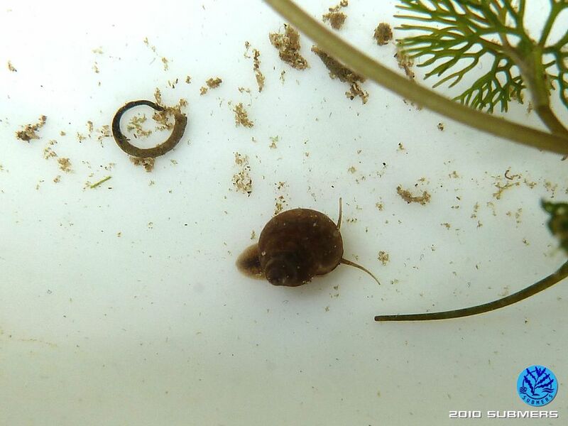 Datei:Langfühlerige Schnauzenschnecke6.jpg