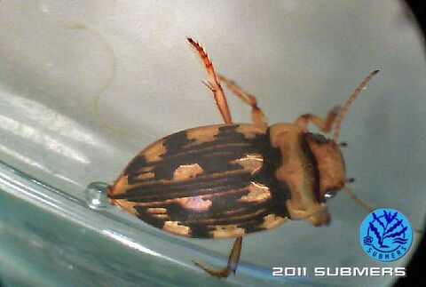 Gefleckter Schnellschwimmer5.jpg
