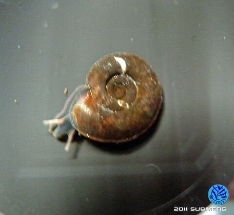Gekielte Tellerschnecke7.jpg