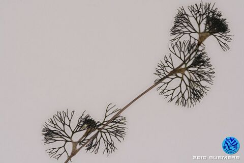 Image 0077 SHF D8.JPG