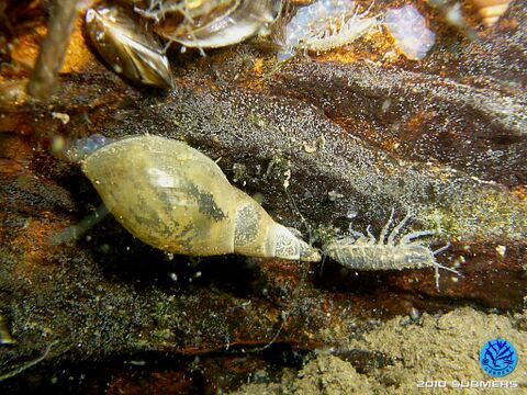 Spitzschlammschnecke2a.jpg