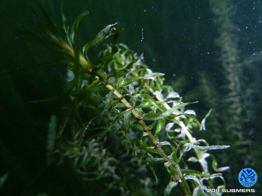 Kanadische Wasserpest11.jpg