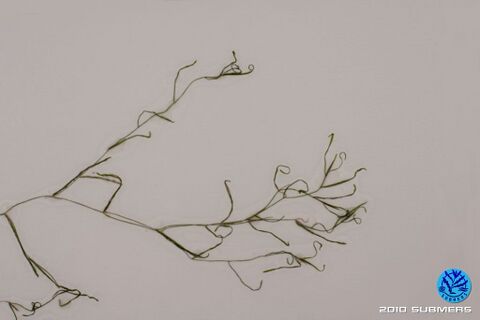 Image 0039 KLK D3.JPG
