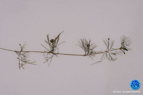 Image 0043 HBHF D2.JPG