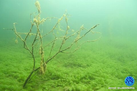 Kanadische Wasserpest7.jpg