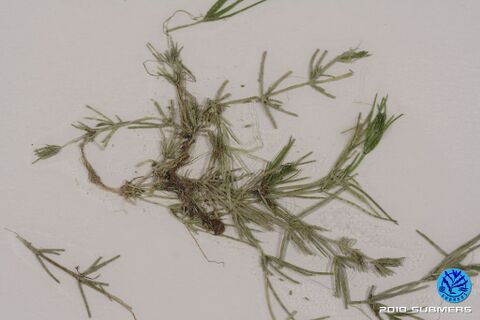 Image 0079 RAA D3.JPG