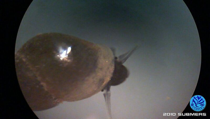 Datei:Neuseeländische Zwergdeckelschnecke7.jpg